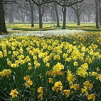 Daffodils