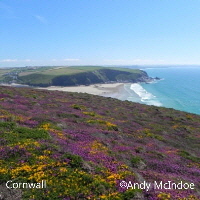 Clifftop flowers Cornwall 